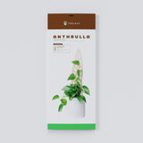 Package for Anthrulla Grande leaf shaped wooden plant stake