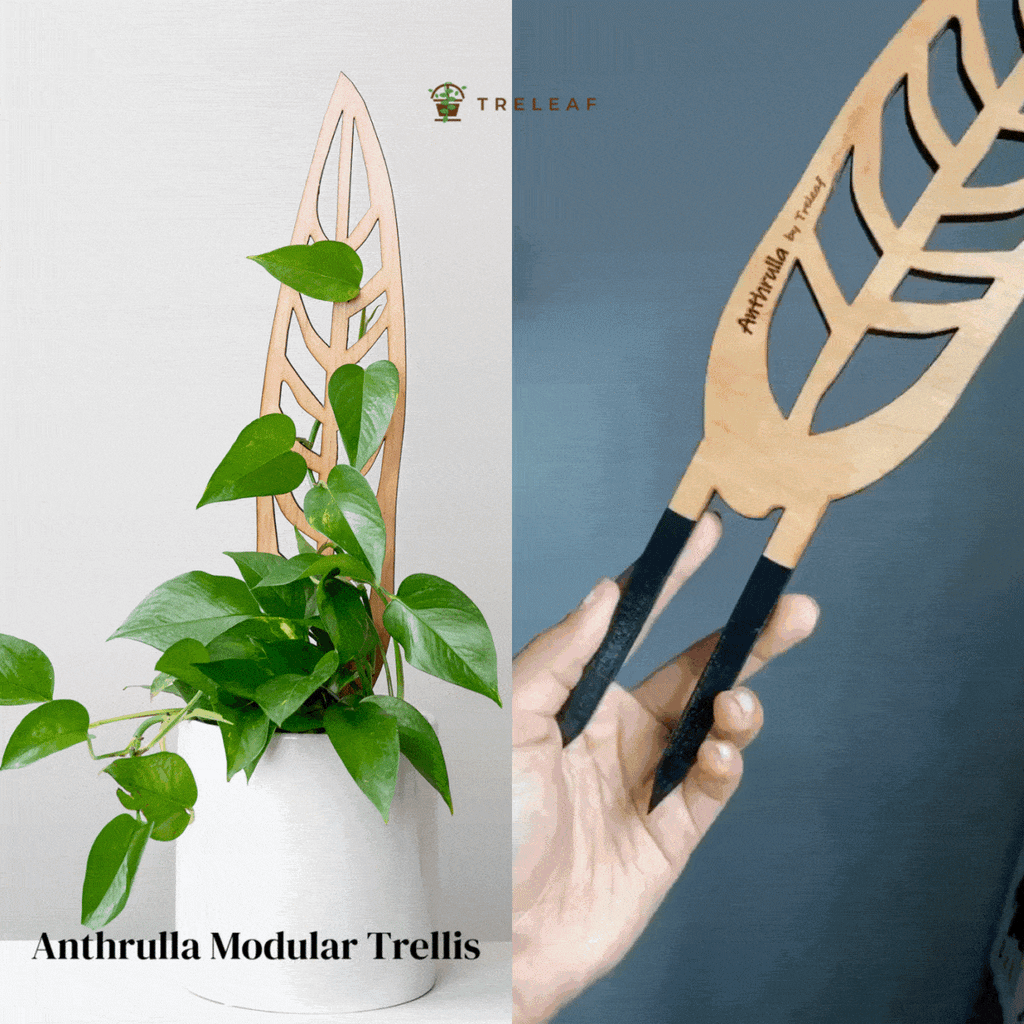 Anthrulla Plant trellis inspired Queen Anthurium