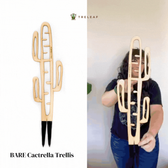 BARE™ Cactrella™ Customizable wooden plant support Inspired Barrel Cactus