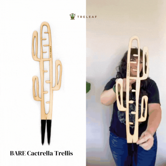 BARE™ Cactrella™ - Customizable wooden plant support - Inspired by the Barrel Cactus