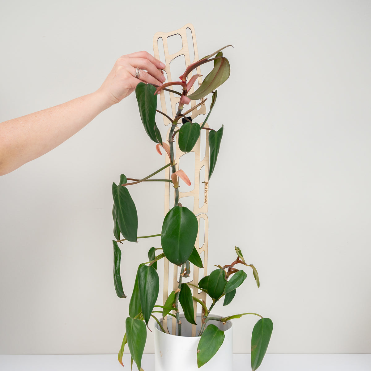 bella extendable modular wooden trellis with a Person holding a potted plant with a white background
