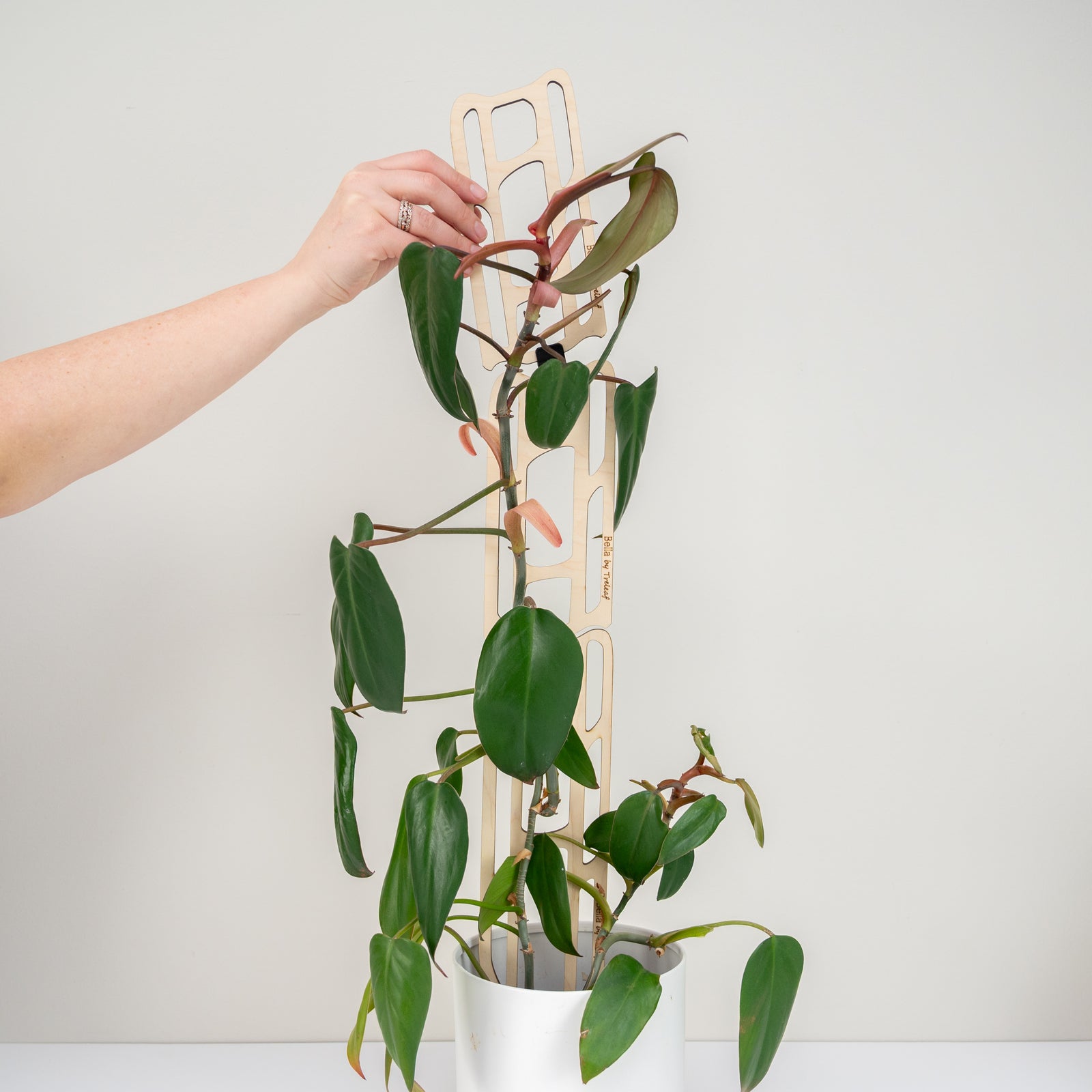 large indoor plant trellis Bella™