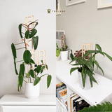 Bella bamboo shaped wooden trellis for houseplants