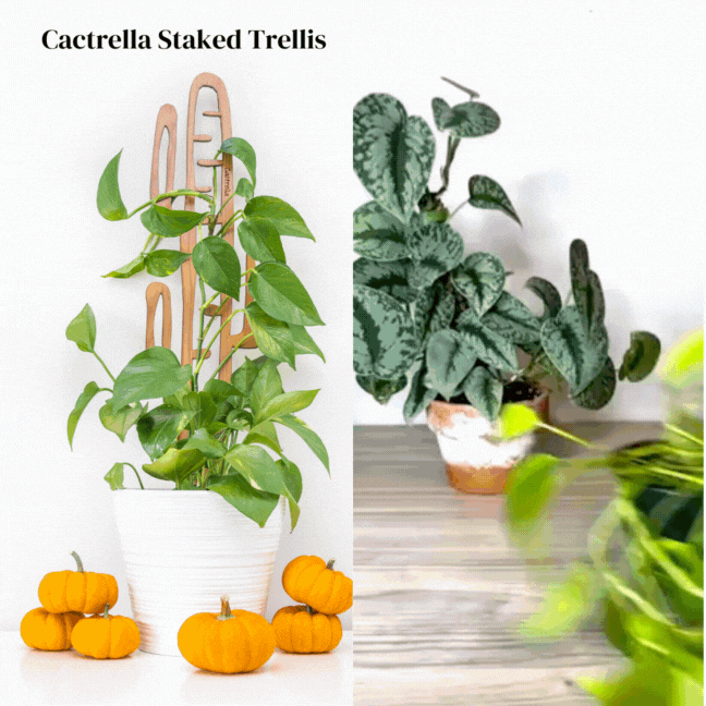 Cactrella Plant trellis inspired Barrel Cactus
