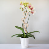 BARE™ Flora™ - Customizable wooden plant support - Perfect for Orchids