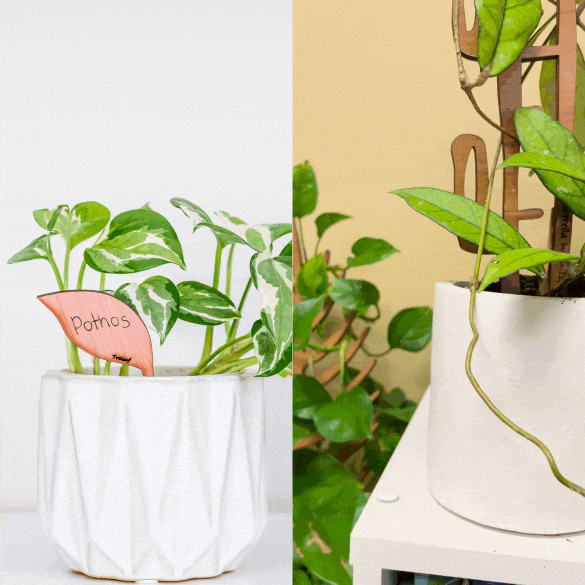Folia - Wooden plant Tags