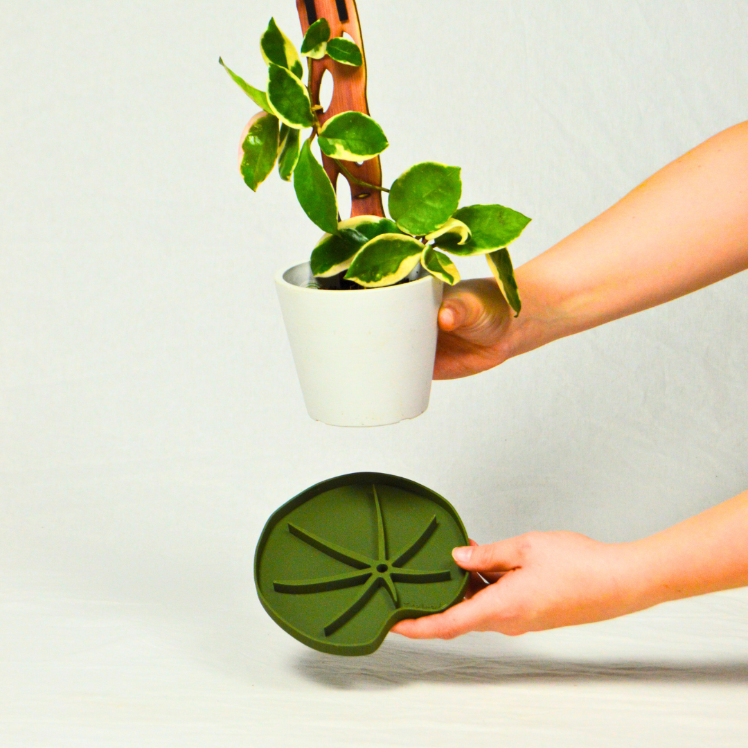 Medium size lili sausr in green color with houseplant in white pot with hands