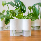 Klara Mini Vase - Wall Propagation Station - Set of 3