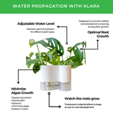 water propagation infographic with deisgner ivory vase