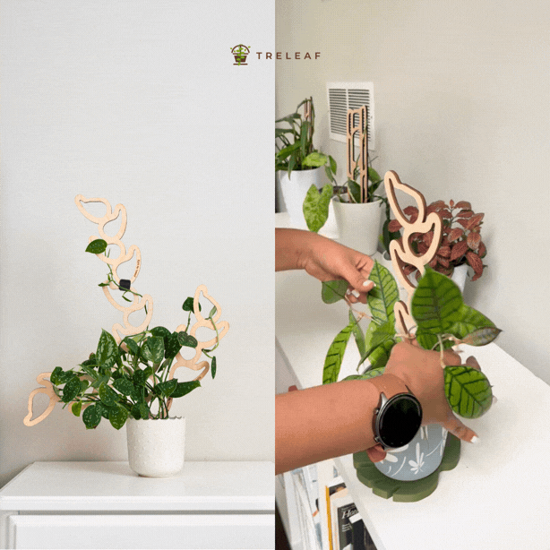 Kora™ Extendable Wooden Support Climbing Houseplants