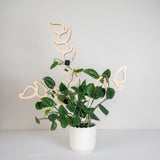 Kora modular wooden plant support for potted climbing houseplants with extendable design