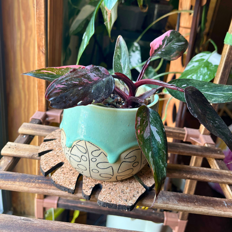 cork philodendron Kostr™
