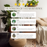 Urban Gardener Complete Houseplant Care System | Core Trio Plant Care Kit - Say No To Bugs, Super Growth Elixir, Leaf Radiance