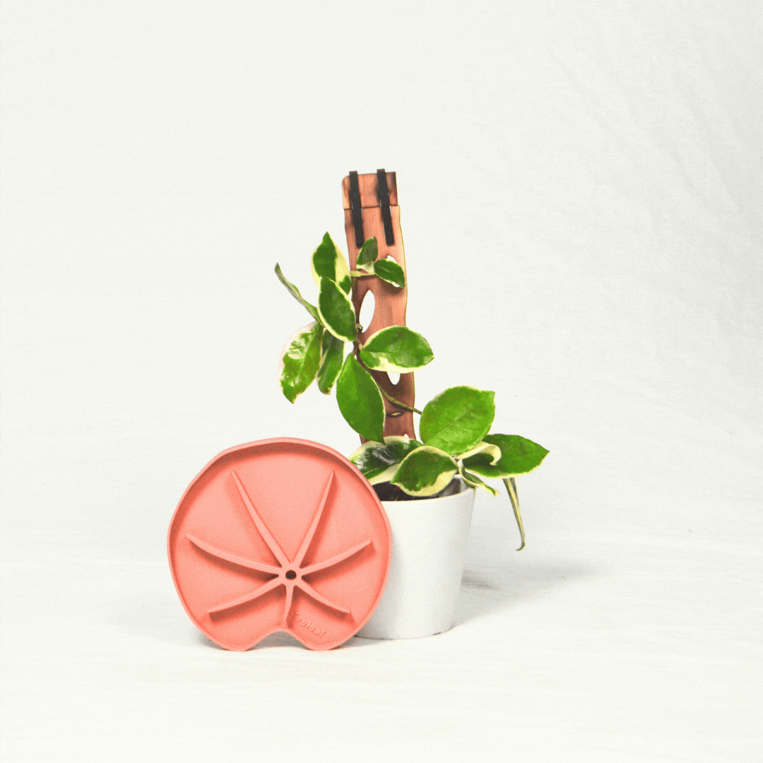 Lili Sausr with houseplant against white background