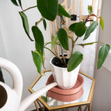 Potted plant on a small table with mediusm size mia saucer terracotta color a white wall background