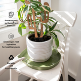 Potted plant on green mia saucer large size with text about its benefits