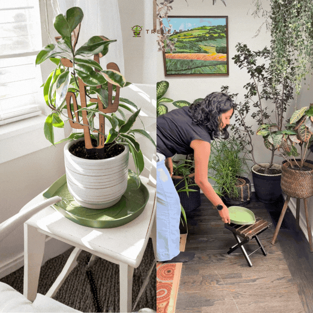 Mia™ Bottom Watering Plant Saucer