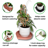 Plant pot with mia saucer and features highlighted