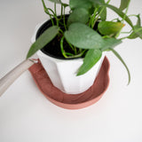 potted house plant on medium size terracotta saucer on a white background