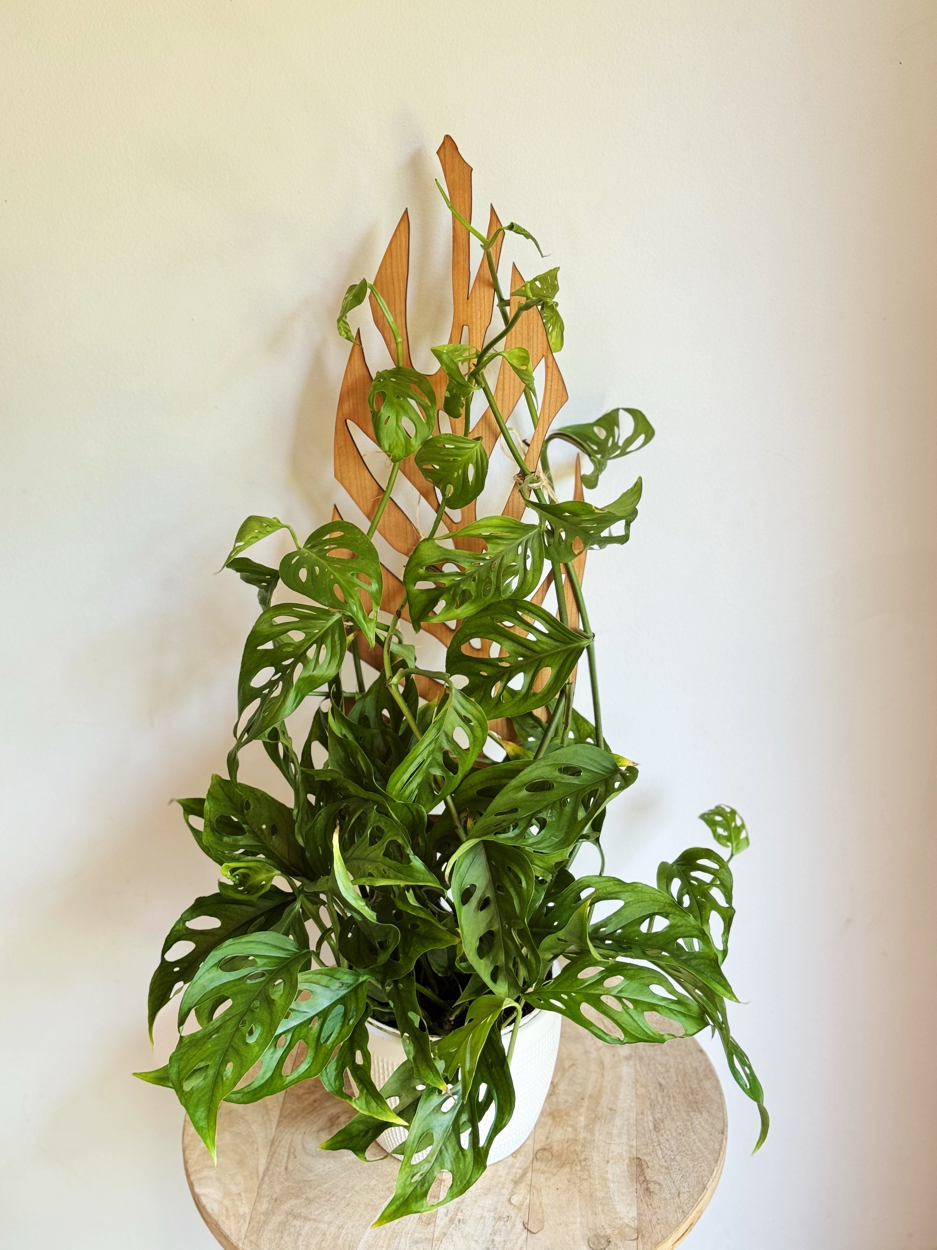 Zella Wooden Plant Support - Expandable Trellis for Your