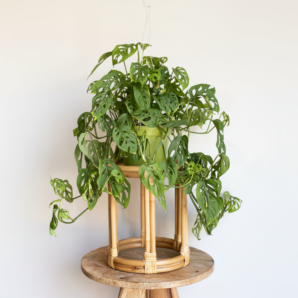 Zella Wooden Plant Support - Expandable Trellis for Your
