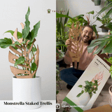 Wooden plant support shape like a leaf hold up a Monstera peru plant