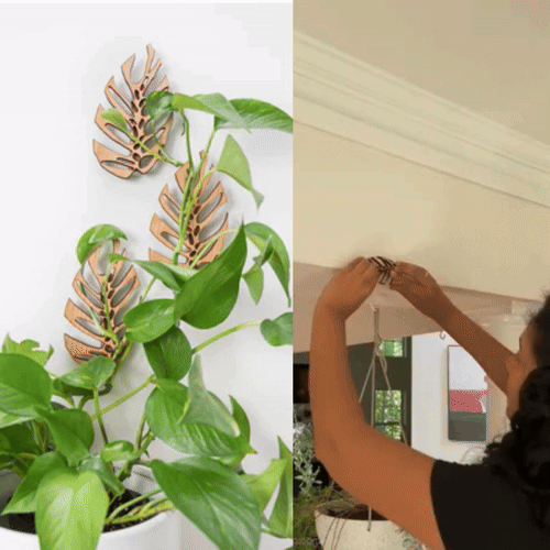 Monstrella Wall Mounted