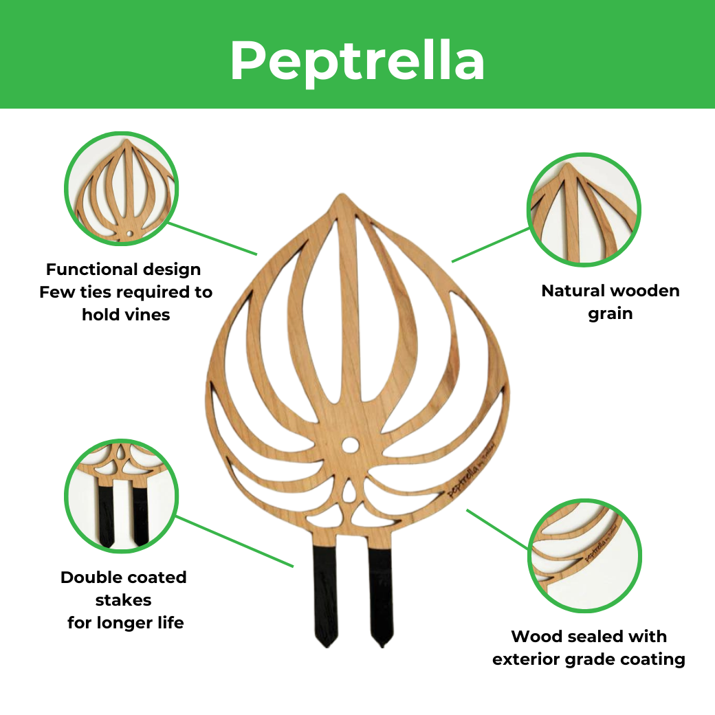 Plant trellis inspired by watermelon peperomia plant with features such as functional design, natural wood made, double coasted stake and sealed wood. 