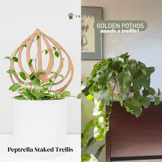 Peptrella Plant trellis inspired watermelon peperomia