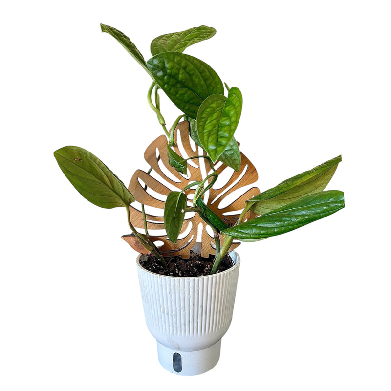 Monstera Deliciosa Shaped Trellis - Limited Edition