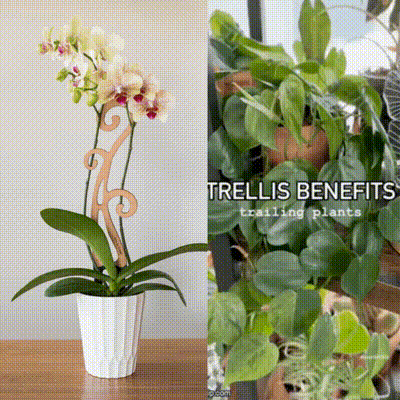 Flora™ Plant trellis designed Orchids