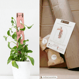 Zella - Wooden Extendable Plant Support