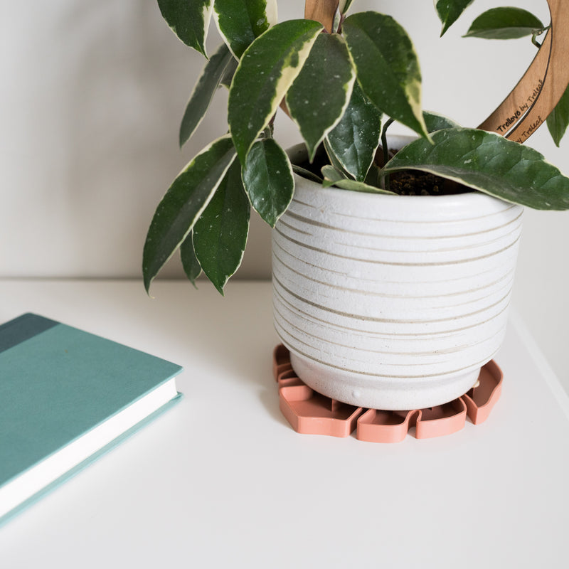 Sausr plant coaster in terracotta color with hoya houseplant in white plant pot