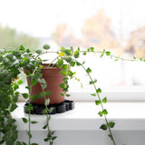 Sausr black houseplant saucer with houseplant on windowsill
