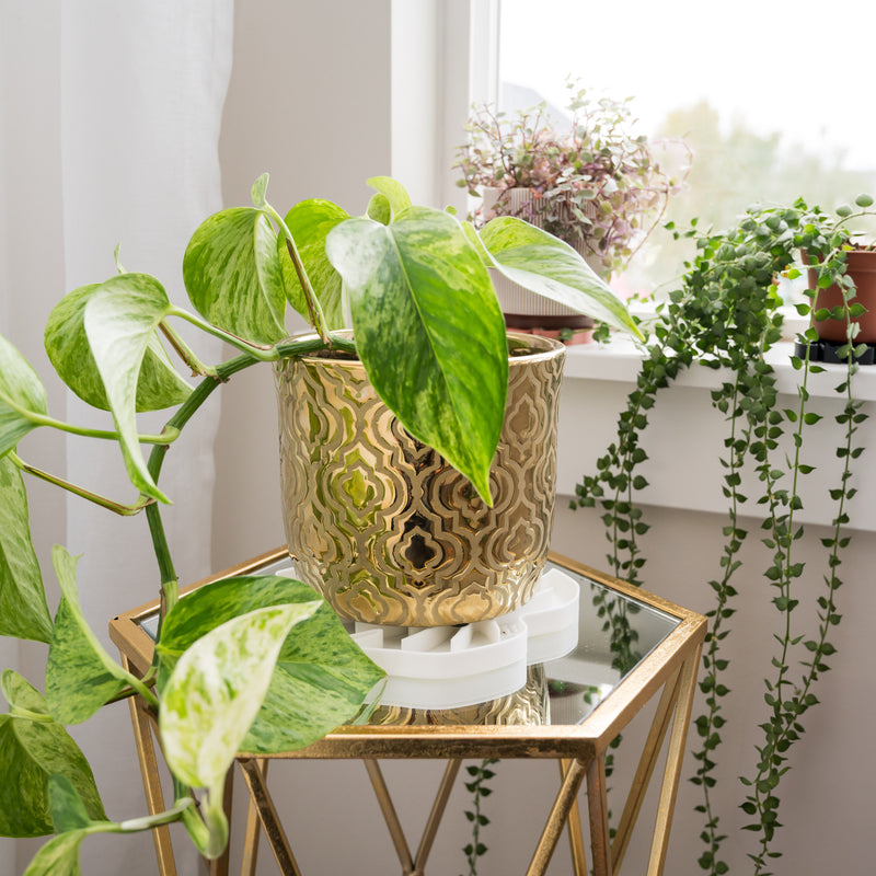 Sausr in white colour for large houseplants with philodendron plant in gold plant pot