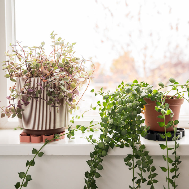 Sausr 3-d printed plant saucer in terracotta & black on windowsill with houseplants
