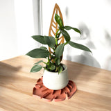 Sausr plant saucer in terracotta with philodendron houseplant 