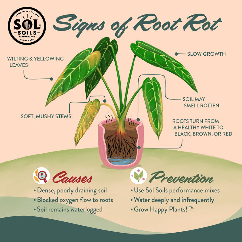 dieffenbachia in gritty mix Sol Soils 2 Qt. Houseplant Chunky Mix