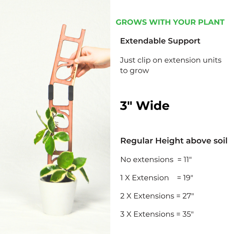 plant climber indoor Stella