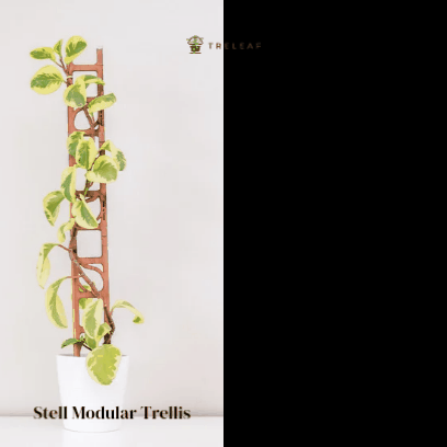Stella - Modular ladder support