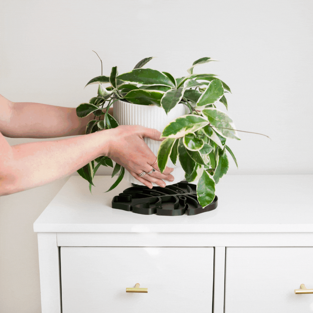 Monstera leaf shaped stylish designer plant coaster for houseplant pot humidity tray waterproof 