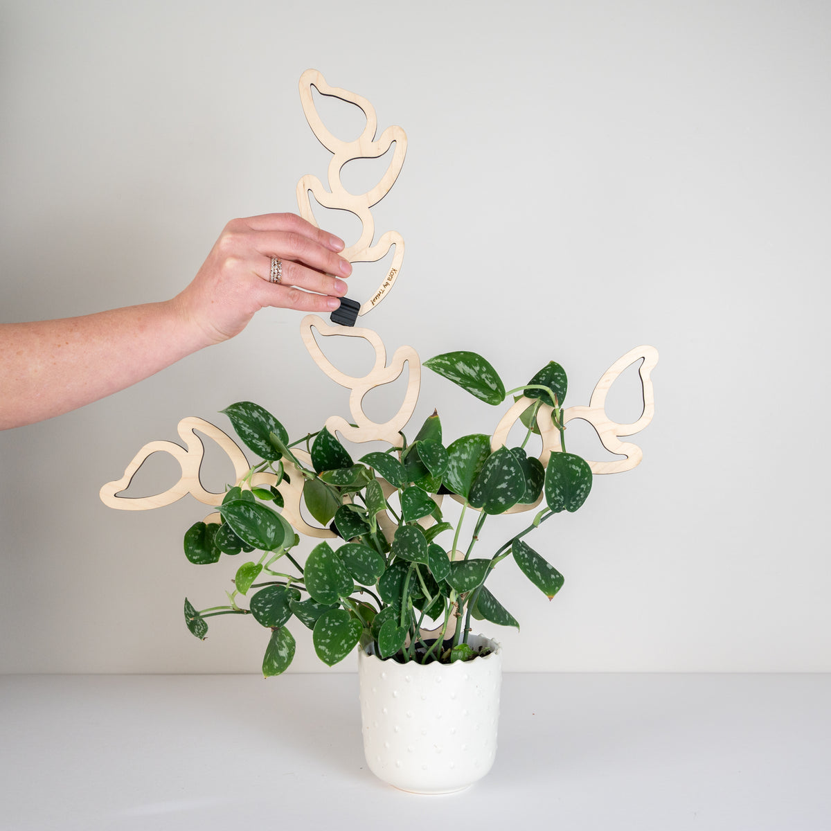 Kora™ - Extendable Wooden Support for Climbing Houseplants