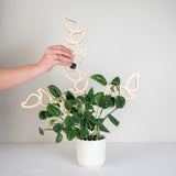 Kora™ - Extendable Wooden Support for Climbing Houseplants