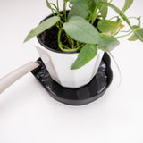 White ceramic pot with potted houseplant on a black mia saucer against a white background