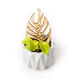 small potted houseplant with wooden trellis inspired by monstera leaf design in a white pot on a white background