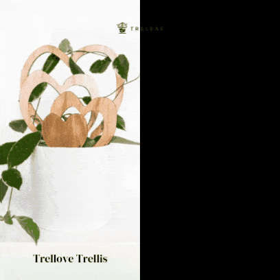 Trellove Plant trellis inspired Hoya Kerrii 4 nested heart shaped trellises + heart label