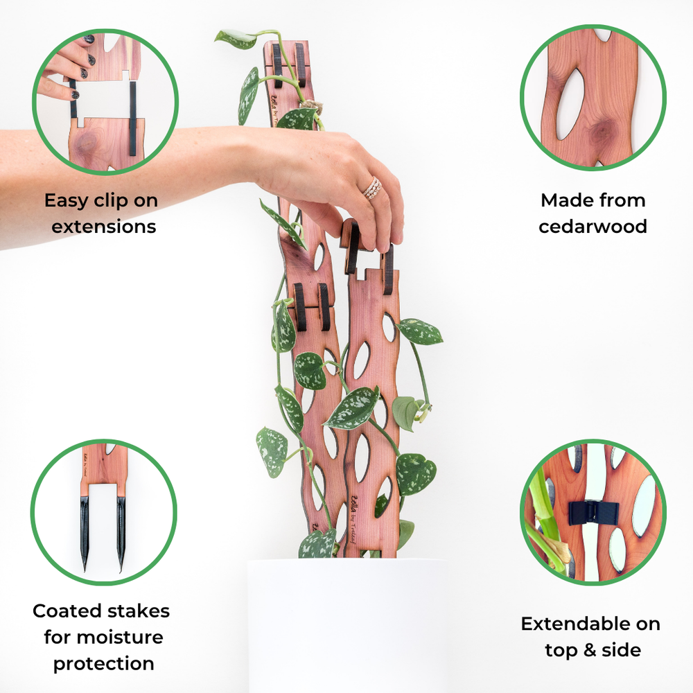 Zella_infographic_1000x.png?v= Zella_infographic_1000x.png?v=