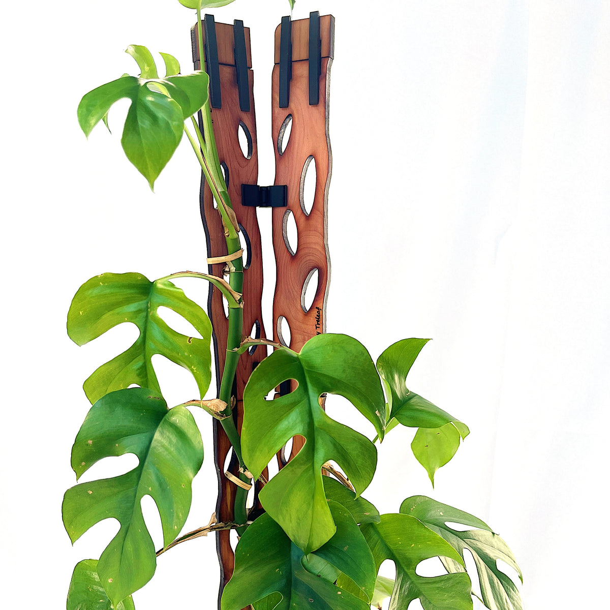 Angular Side Clips - Zella - 8 Pack