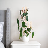 bella modular wooden houseplant trellis with Potted plant on a white nightstand next to a gray upholstered headboard.