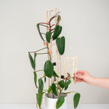 Person using a bella modular extendable houseplant wooden support with a potted plant on a plain background